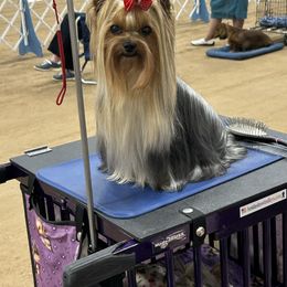 Barbie - Yorkshire Terrier