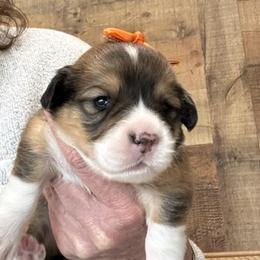 CRUZ AKC - Sable female Pembroke Welsh Corgi puppy in Hinton, Oklahoma from Green Cloud Ranch