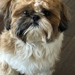 Winston - Shih Tzu