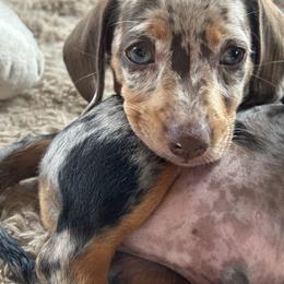 Dachshund Puppies from Dapper Doxies