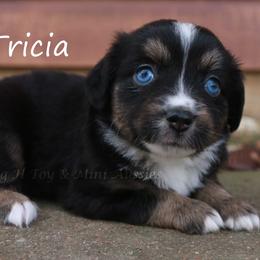 Tricia - female Miniature Australian Shepherd puppy in Godley, Texas from Flying H Toy and Mini Aussies