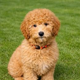 Spruce - Red  male Goldendoodle puppy in Boise, Idaho from Goldendoodle Baby