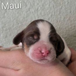 Maui - Liver white and tan female English Springer Spaniel puppy in Florida from Thunderbird Springers