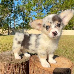 Aria - Blue merle and white female American Corgi puppy in Florida from Sunrise Corgis