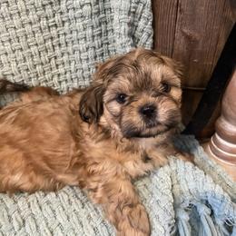 Charlie - Gold male Shih Tzu puppy in Lexington, North Carolina from SCS Shih Tzus