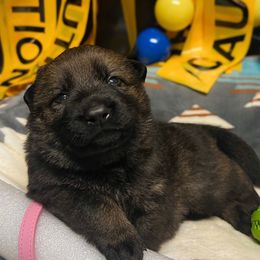 Pink Collar - Sable female German Shepherd puppy in Bingham County, Idaho from Reign Land