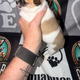 Gabby - Sable spotted white female Chihuahua puppy in Palmyra, Indiana from Country Star Chihuahuas