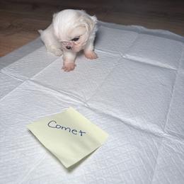 Comet - White female Shih Tzu puppy in Harrisburg, Pennsylvania from Harrisburg Shih Tzus