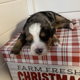 Boy 5 - Merle male Bernedoodle puppy in Perryville, Maryland from Heavenly Heritage Dachshunds and Doods