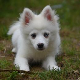 Snowy - White male Pomsky puppy in Coos Bay, Oregon from Ocean View Pomskies