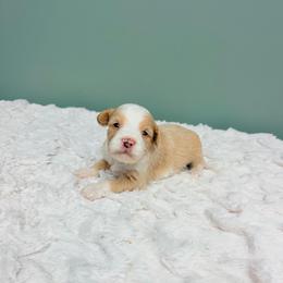 Boy 1 - Red  male Goldendoodle puppy in Springfield, Ohio from Dawson & Daryn's Royal Companions