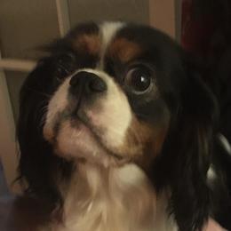 Porsha - Cavalier King Charles Spaniel