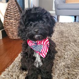 Cockapoos and Goldendoodles from Southern Belle Doodles