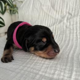 Dachshund Puppies from Mavericks Mini Dachshunds