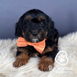 Onyx - Phantom male Goldendoodle puppy in Utah County, Utah from Big Hearted Breeders