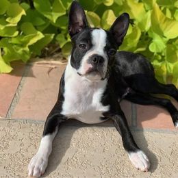 Boston Terrier Puppies from Beatrice's Kennels