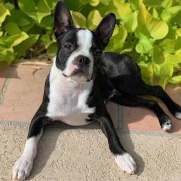 Boston Terrier Puppies from Beatrice's Kennels