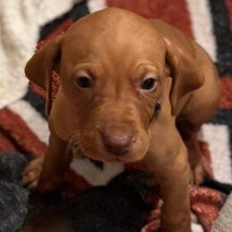 Bogey - Golden rust male Vizsla puppy in Plymouth, Minnesota from Carlson Vizslas