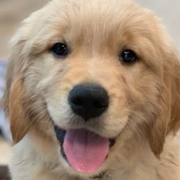 Golden Retriever Puppies from Big Rock Goldens