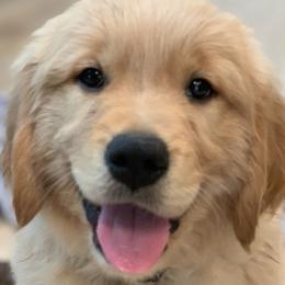 Golden Retriever Puppies from Big Rock Goldens