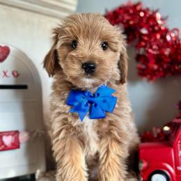 Phoenix - Apricot male Goldendoodle puppy in Kentucky from Deerly Poodles