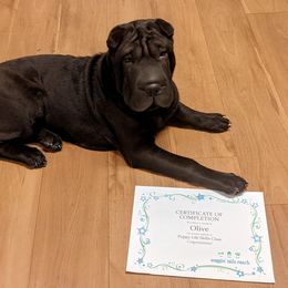 Chinese Shar-Pei All Grown Up from Eihpos Shar-Pei