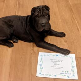 Chinese Shar-Pei All Grown Up from Eihpos Shar-Pei