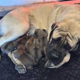 Mario - Fawn male Mastiff puppy in Wewoka, Oklahoma from P Diamond Mastiffs