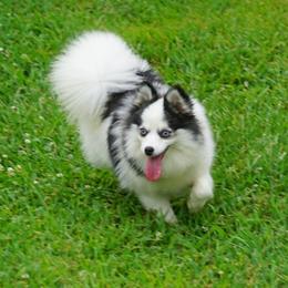 Meeka- Toy sized Girl - Black and white female Pomsky puppy in Frazeysburg, Ohio from Mountain High Kennels