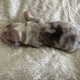 Female pup - Blue female Pembroke Welsh Corgi puppy in Mount Nebo, West Virginia from Summersville Corgis of Groves Farm
