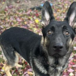German Shepherds from Taylor's German Shepherds