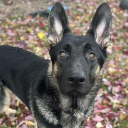German Shepherds from Taylor's German Shepherds