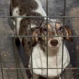 Annabelle - Dachshund