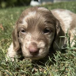 Truffle - Dapple female Dachshund puppy in Bentonville, Arkansas from Boujee Buns Dachshunds