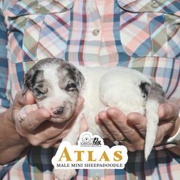 Atlas - Blue merle and white male Sheepadoodle puppy in Cleveland, Tennessee from Narrow Path Old English & Sheepadoodles