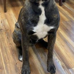 Boxers from Esquivel Boxers