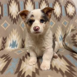 Sky Tail Intact - female American Corgi puppy in Maupin, Oregon from Bailey Nannini
