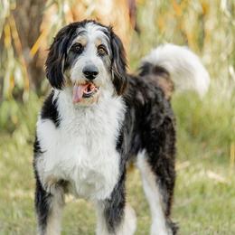 Bo - Tri-color male Bernedoodle puppy in Aubrey, Texas from Four Willows Farm