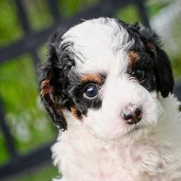Havapoo and Pomsky Puppies from Pearl of the Orient Seas