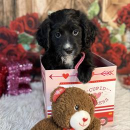 Juliet, Pink Collar - Black and white female Bernedoodle puppy in Lake Panasoffkee, Florida from Donnas Deluxe Doodles LLC
