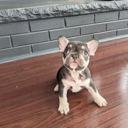 French Bulldog Puppies from Jgrfrenchies
