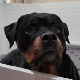 Addi - Rottweiler