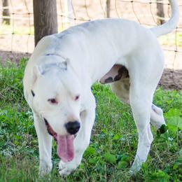 Bullet - Dogo Argentino