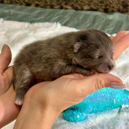 Bentley - Lavender male Pomeranian puppy in Green Cove Springs, Florida from Natasha's Ark of Joy