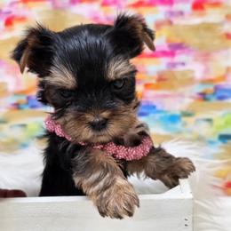 Diva TEACUP - Black and tan female Yorkshire Terrier puppy in Monticello, Iowa from Ashley’s Puppies