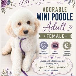 Utah residents only - Guardian Home Opportunity - White female Poodle puppy in Herriman, Utah from Gypsi Doodles & Poodles LLC.
