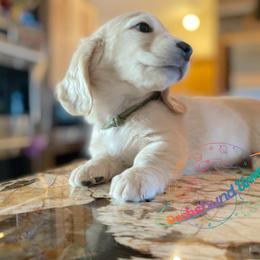 Dachshund Puppies from Dachshund Universe