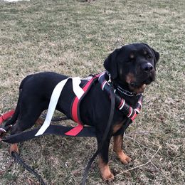 Ruby - Rottweiler