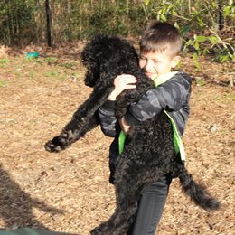 Poodle Puppies from Simply Standard Poodles