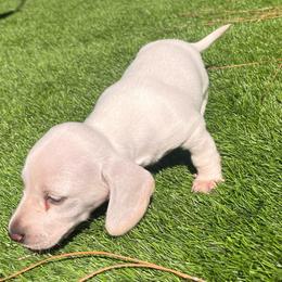 Tito - Cream male Dachshund puppy in Indiantown, Florida from Turquoise River Minature Dachshunds